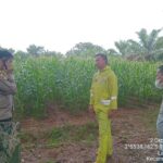 Dukung Ketahanan Pangan, Polsek Pangkalan Balai Monitor Perkembangan Jagung di SMK PP Sembawa